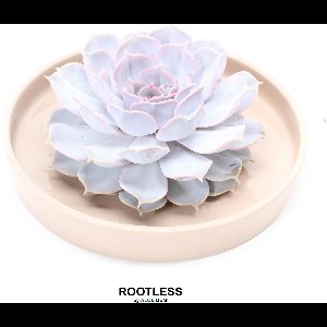 ROOTLESS Echeveria wit – vetplant - taupe pot 20 cm - ZERO water