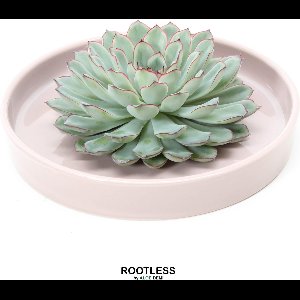 ROOTLESS Echeveria groen – vetplant - taupe pot 20 cm - ZERO water