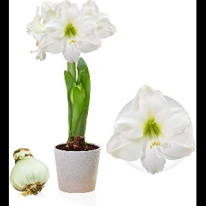 Amaryllis Bol - White Passion - Bloembollen - 1 stuk - Wit - Bloem bollen