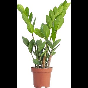PLNTS - Zamioculcas Zamiifolia (Kamerpalm) - Kamerplant - Kweekpot 17 cm - Hoogte 65 cm