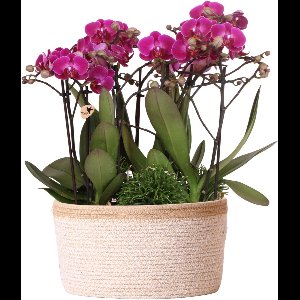 Kolibri Orchids | paarse plantenset in Cotton Basket incl. waterreservoir | drie paarse orchideeën Morelia 9cm en drie groene planten Rhipsalis | Jungle Bouquet paars met zelfvoorzienend waterreservoir