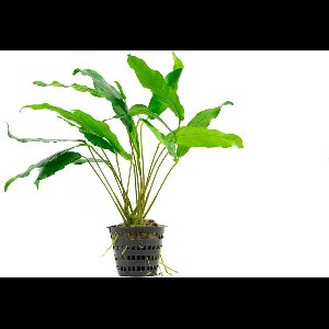 Moerings - 6x Anubias minima in pot 5 cm