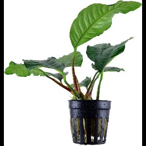 Moerings - 3x Anubias Coffeifolia in pot 5 cm