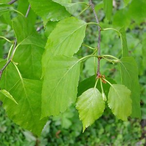 BETULA PAPYRIFERA - Papierberk - stamomtrek 8-10 cm blote wortel