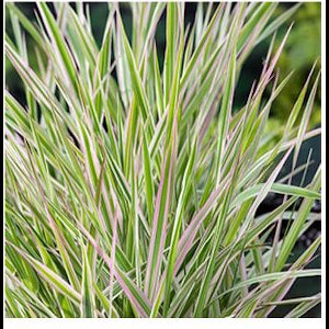 Moerings Phalaris Arundinacea Picta | Bont Rietgras | In 18CM Mand Kant en Klaar