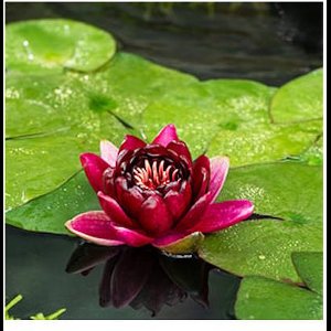 Moerings Nymphaea Black Princess | Waterlelie | In 11CM pot