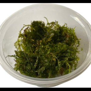 Weeping moss Vesicularia Ferriei - Cup 80 cc - Aquarium mos - Aquariumplant - Aquarium decoratie - Moerings
