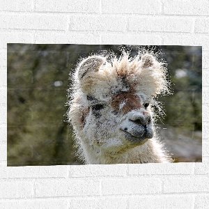 WallClassics - Muursticker - Witte Lama van dichtbij - 75x50 cm Foto op Muursticker