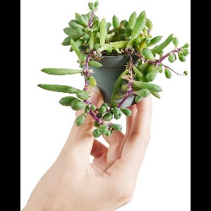 PLNTS - Baby Senecio Herreianus Purple Flush - Kamerplant - Kweekpot 6 cm - Hoogte 12 cm