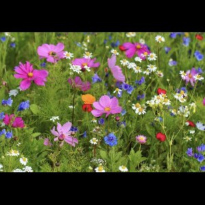Veldbloemen zaad - Summertime 5 gram - 2,5 m2 - éénjarig kleurrijk bloemen mengsel - cosmea