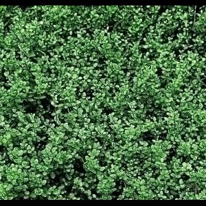 2 x Euonymus fort. 'Minimus' - Japanse Kardinaalshoed, Kardinaalsmuts , 15- 20 cm in pot