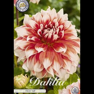 Dutch Finest Quality bloembollen -Dahlia Cactus Frost Nip x 1 I .s bloembol / knol / stronk - kleur Roze - hoogte 90 cm