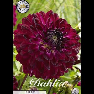 Dutch Finest Quality bloembollen - Dahlia Deco. Blue Bird x 1 I .s 1 bloembol / knol / stronk - kleur Paars - hoogte 80 cm