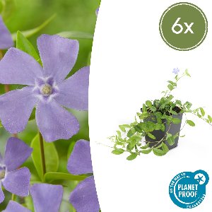 Set van 6 Kleine Maagdenpalm - Vinca minor blauw hoogte 15cm potmaat 9cm
