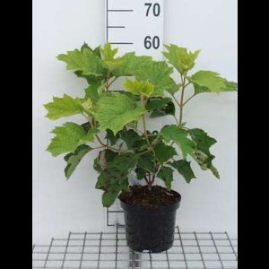 2 x Hydrangea querc. 'Sike's Dwarf' - Eikenblad Hortensia 30- 40 cm in pot