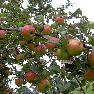 MALUS D. 'STERAPPEL' - Appel Struik blote wortel