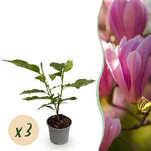 Green boutiQ - Tuinplant - Magnolia Heaven Scent - Bloem Roze - 3 Planten - Bladverliezend - Weinig Onderhoud - Pot 12cm Hoogte 30cm