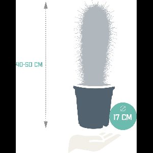 Pachycereus Pringlei 17 cm