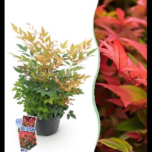 Green boutiQ - Tuinplant - Leucothoe Curly Red - Rood - 2 Planten - Groenblijvend - Weinig Onderhoud - Pot 17cm Hoogte 40cm