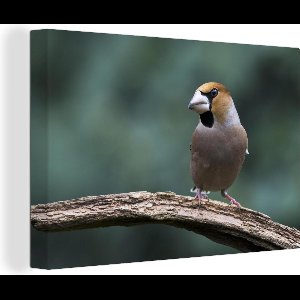 Canvas schilderij 140x90 cm - Wanddecoratie Een appelvink kijkt naar rechts in het Europese Duitsland - Muurdecoratie woonkamer - Slaapkamer decoratie - Kamer accessoires - Schilderijen