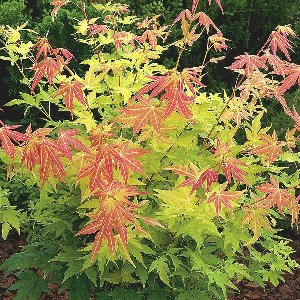 Acer Palmatum 'Orange Dream' - Japanse esdoorn 50-60 cm pot