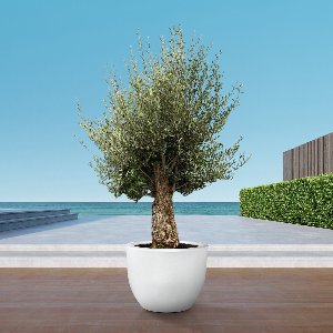 Olijfboom Olea Europaea Bonsai - 250 cm / stamomtrek 45-60cm
