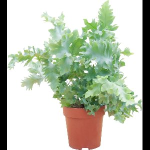 PLNTS - Davana Phlebodium - Kamerplant - Kweekpot 12 cm - Hoogte 25 cm
