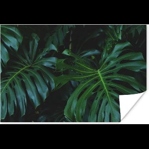Poster Monstera - Bladeren - Tropisch - Jungle - 90x60 cm