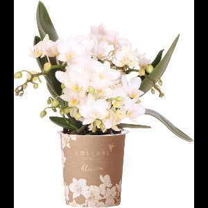 Kolibri Orchids | Witte phalaenopsis orchidee - Nazaré - potmaat Ø9cm | bloeiende kamerplant - vers van de kweker