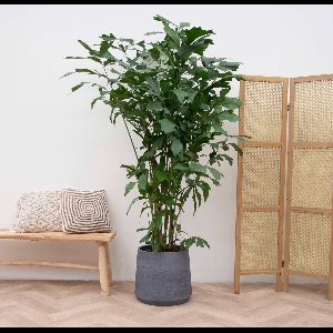 Caryota Mitis - 210cm