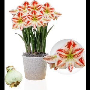 Amaryllis Bol - Clown - Bloembollen - 1 stuk - Rood-Wit - Bloem bollen