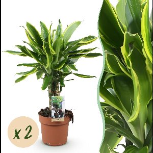 Green BoutiQ - Green is... Kamerplanten - Dracaena fragrans Golden Coast - Drakenbloedboom - Weinig onderhoud - Groen - 2 Planten - Pot 17cm - Hoogte 50-55cm