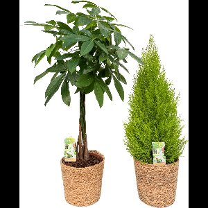 Pachira ( Money Tree ) & Cupressus with Natural Basket, pot maat Ø21, 85-95cm hoogte, siermand, air purifying, kamerplanten, Inclusief mand, easy to care for, echte planten, geweldig cadeau-idee, great gift idea