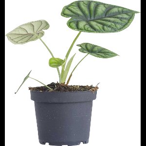 PLNTS - Alocasia Dragon Scale (Olifantsoor) - Kamerplant Baginda - Kweekpot 12 cm - Hoogte 20 cm