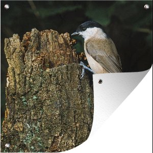 Tuinposters Een glanskop probeert in boom te prikken met snavel - 50x50 cm - Tuindoek - Buitenposter