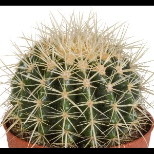 Echinocactus grusonii 12 cm cactus, kamerplant, sierplant, bloempot, balkonplant
