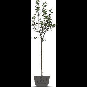 Appelboom - Malus domestica Bloemeezoet | Hoogstam leivorm