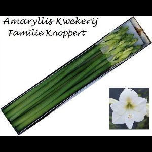 10x Hipp.mont blanc 80cm