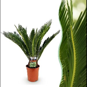 Green boutiQ - Kamerplant - Cycas revoluta - Palmvaren - Weinig onderhoud - Groen - 1 - Pot 17cm - Hoogte 70cm