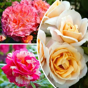 Rozen Perfect - Buitenplant - Geurend - Tuinplant - 3 stuks - Meerkleurig - Tuin Plant voor Buiten - Winterhard