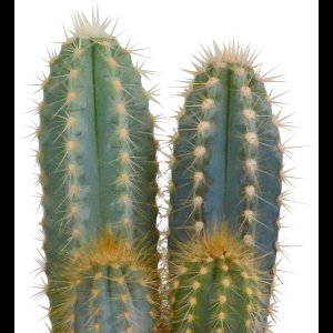 Cactus mix 10.5 cm in witte pot | 3 stuks