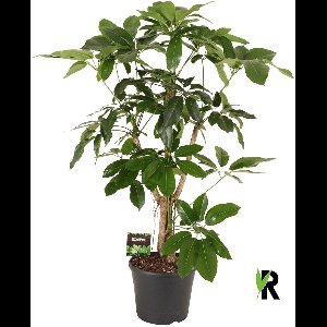 Schefflera antinophylla Amate vertakt 150 cm – Kamerplant – Vers Van De Kweker – Potmaat Ø35 cm