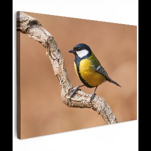 Tuinschilderij voor buiten 70x50 cm - Tuindecoratie Vogel - Koolmees - Takken - Tuinposter op canvas - Tuin muurdecoratie - Buitenschilderij decoratie - Schutting wanddecoratie - Buitencanvas