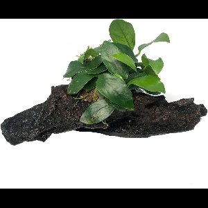 Moerings - Anubias plant op Driftwood S