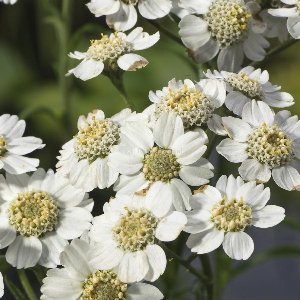 Moerings Achillea Ptarmica | Sneeuwbal Plantje | In 9CM pot