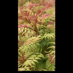 2 x Sorbaria sorbifolia 'Sem'® - Lijsterbes Spirea 30- 40 cm in pot