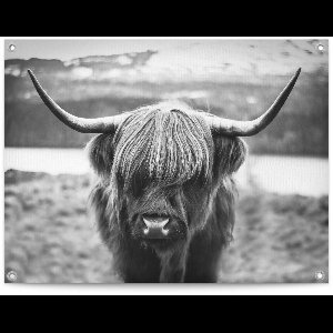 Tuinposter Schotse Hooglander - 60 x 80 - Canvas - REINDERS