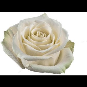 25x Rosa vendela 50cm