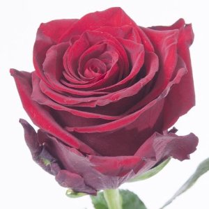 25x Rosa explorer 50cm