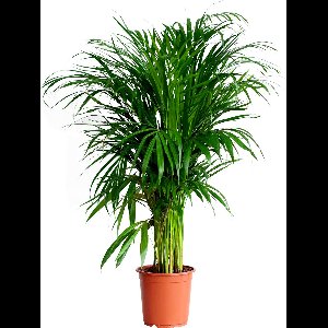 PLNTS - Areca Lutescens - Kamerplant - Kweekpot 21 cm - Hoogte 90 cm